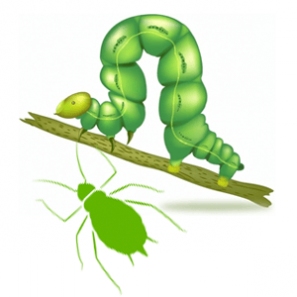 Insecticide