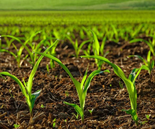 Nitrogenous Fertilizers